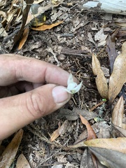 Dendrobium cunninghamii