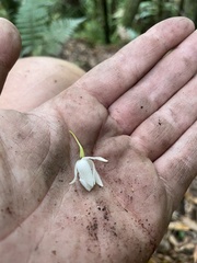 Dendrobium cunninghamii