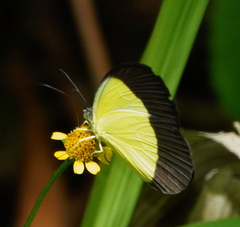Eurema candida