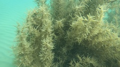 Sargassum