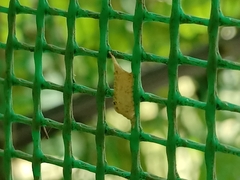 Tropidomantis gressitti