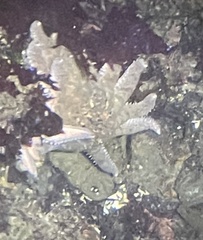 Pycnopodia helianthoides