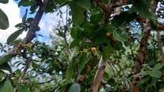 Ehretia rigida