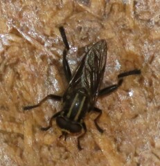 Orthoprosopa bilineata