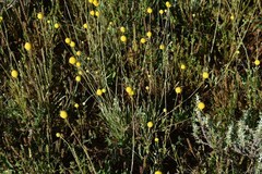 Pycnosorus chrysanthus
