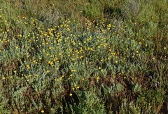 Pycnosorus chrysanthus
