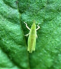 Atractomorpha similis