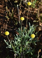 Pycnosorus chrysanthus