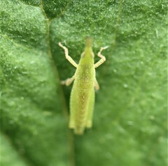 Atractomorpha similis