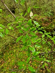 Coprosma foetidissima
