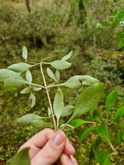 Coprosma foetidissima