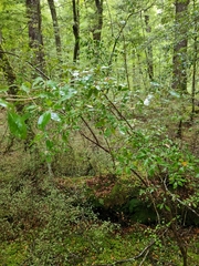 Coprosma foetidissima