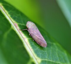 Batracomorphus