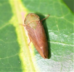 Batracomorphus
