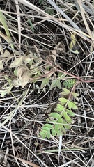 Sibbaldianthe orientalis