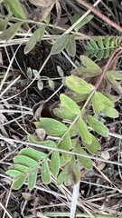 Sibbaldianthe orientalis