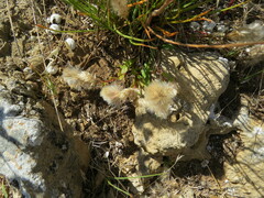 Ptilotus spathulatus