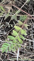 Sibbaldianthe orientalis