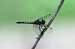 Brachydiplax denticauda