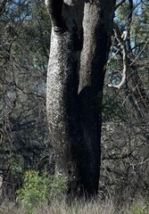 Angophora floribunda