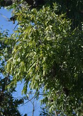 Angophora floribunda