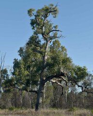 Angophora floribunda