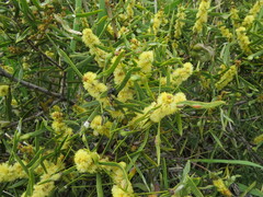 Acacia oswaldii