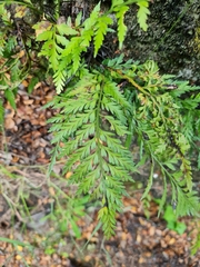 Asplenium appendiculatum