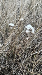 Saussurea salicifolia