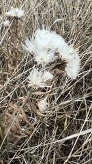 Saussurea salicifolia