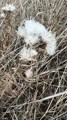 Saussurea salicifolia