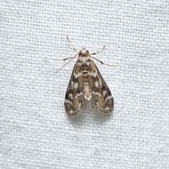 Hygraula nitens