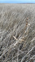 Gentiana macrophylla