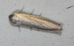 Ptyoptila matutinella