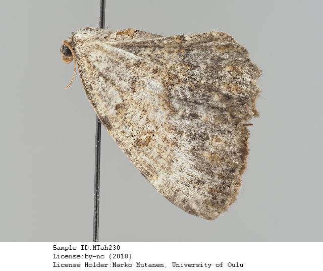 Pterygnophos