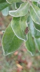 Anthomyia punctipennis