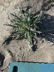 Baileya pauciradiata