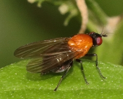Sapromyza