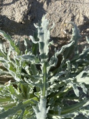 Baileya pauciradiata