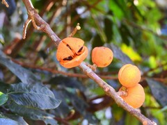 Dysoxylum oppositifolium