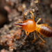 Common Snout Termites - Photo (c) @samuel.sphotography, some rights reserved (CC BY-NC), uploaded by @samuel.sphotography