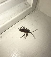 Leptoglossus occidentalis