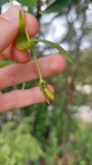 Gonipterus platensis