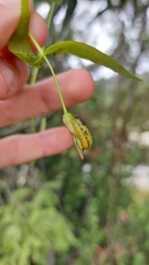 Gonipterus platensis