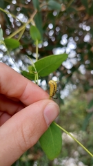 Gonipterus platensis