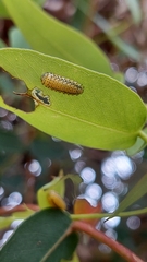 Gonipterus platensis