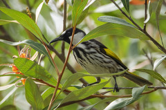Phylidonyris niger