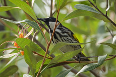 Phylidonyris niger