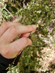 Elaeocarpus hookerianus