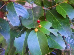 Emmenosperma cunninghamii
